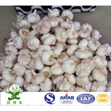 Normal White Garlic 6.0cm in 10kgs Carton Loosely